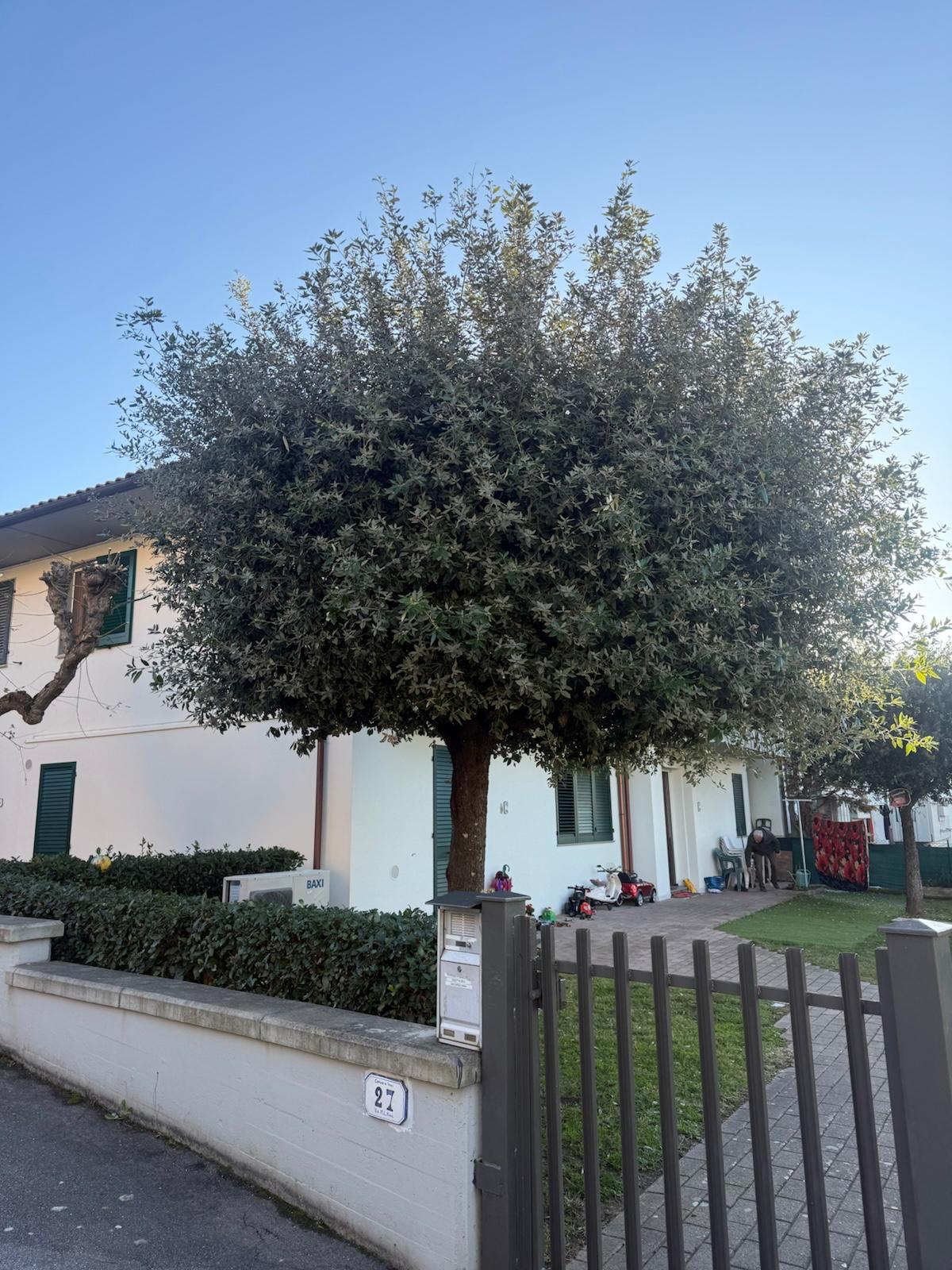 Albero maestoso